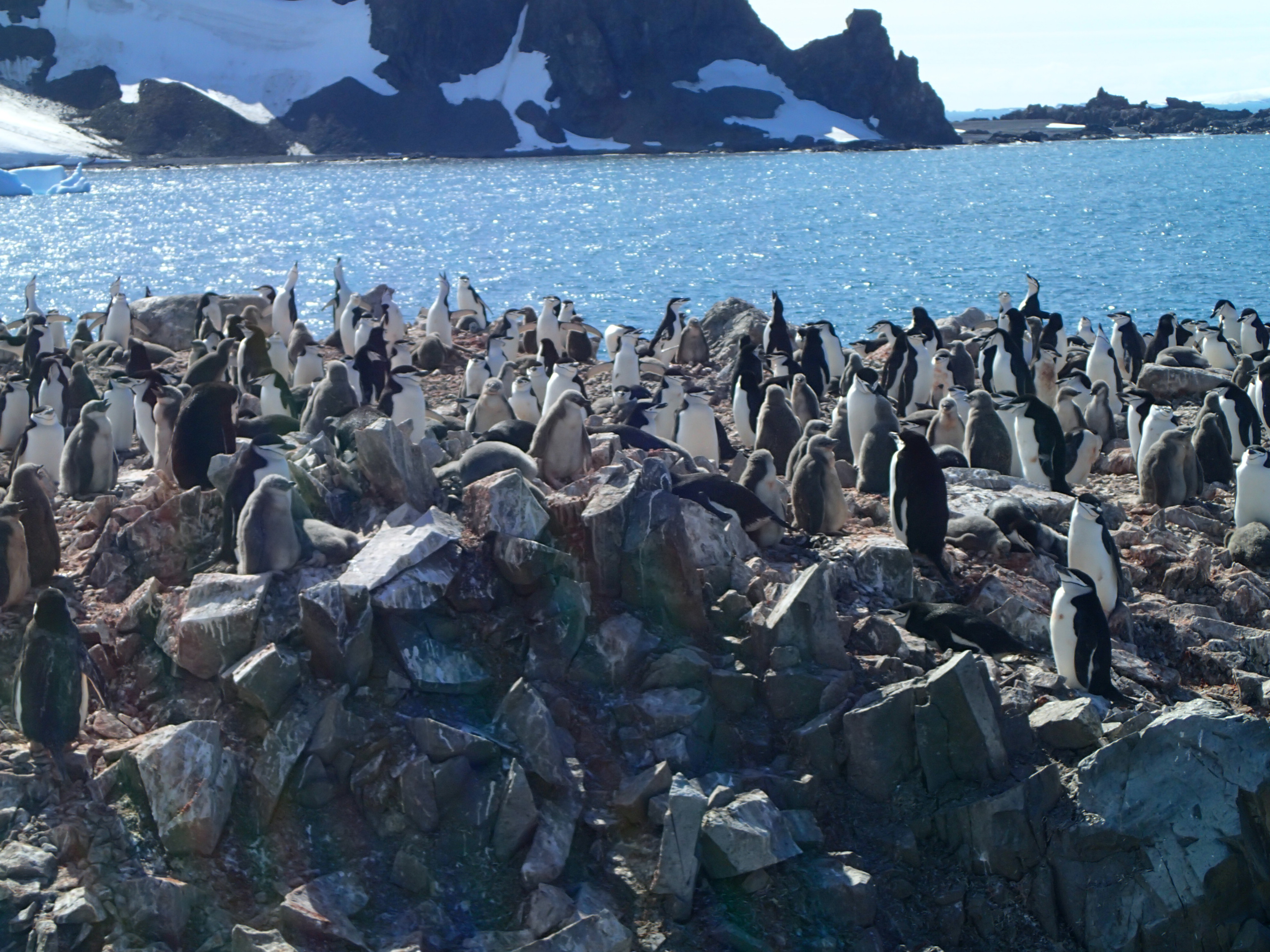 20200118T185131-0300 - ATA WhalersBay - - Chinstrap Penguins - P1184400.JPG